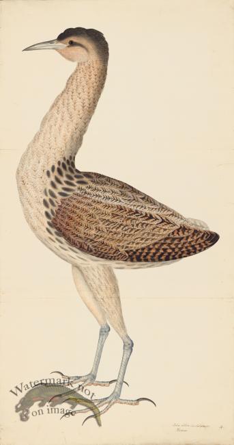 European Bittern PL 4